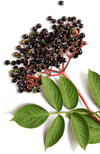 Bunch of elderberry on stem with leaves Bunch of elderberry on stem with leaves