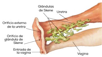Las glándulas de Skene se localizan a los lados de la uretra de la mujer, próximas a la entrada de la vagina. 