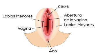 Las glándulas de Skene son las responsables de la eyaculación femenina durante el coito