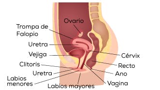 La mejor manera de localizar el punto G sin duda es la autoexploración, ya que cada mujer sabe de qué manera su cuerpo llega a ese instante de máximo placer