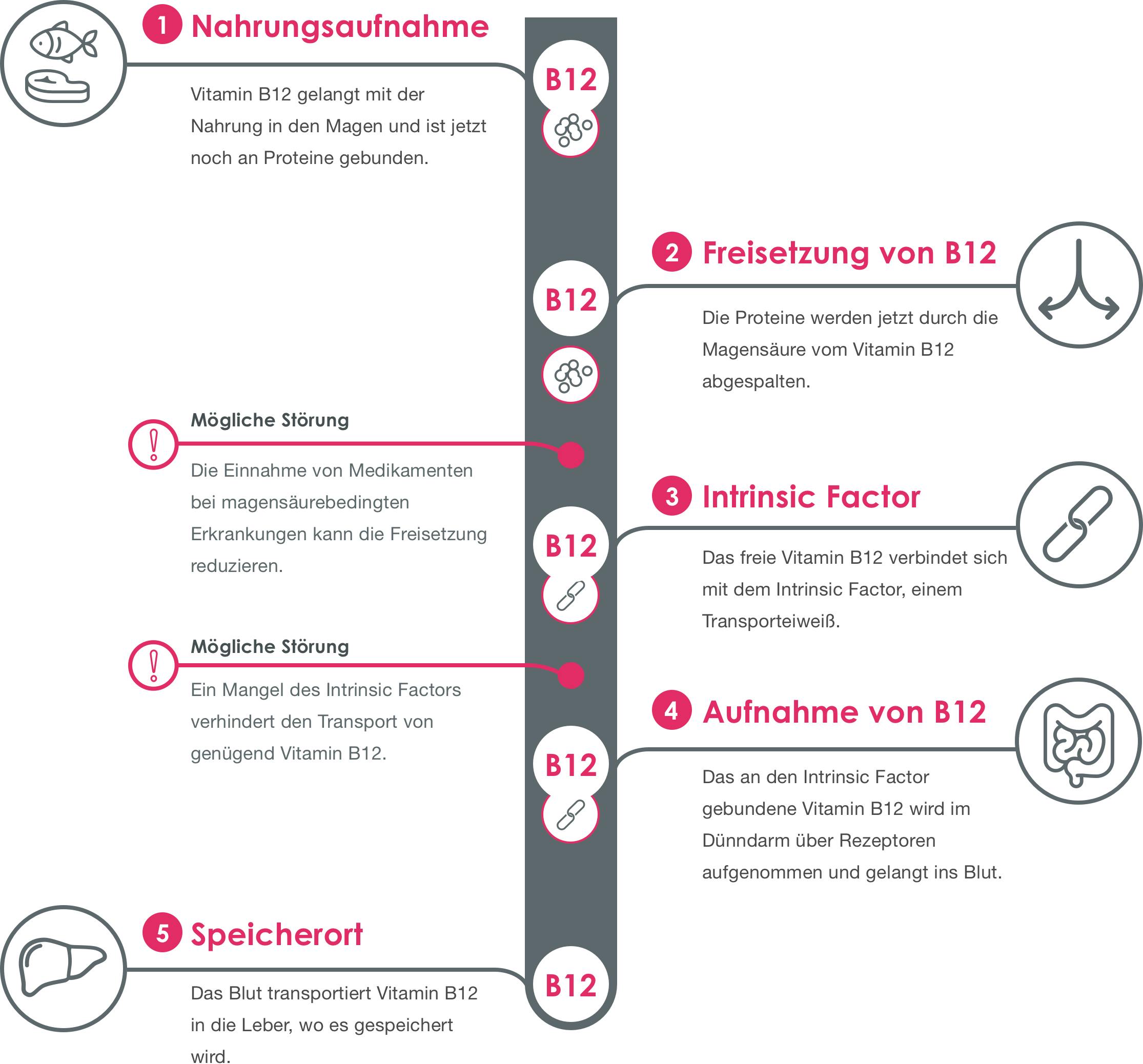 Funktionsweise Vitamin B12 - Intristic Factor erklärt Funktionsweise Vitamin B12 - Intristic Factor erklärt