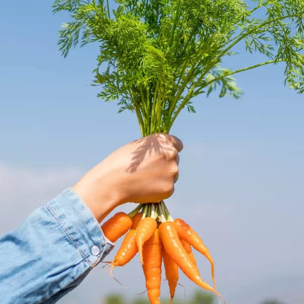 Hand holding a bunch of orange carrots