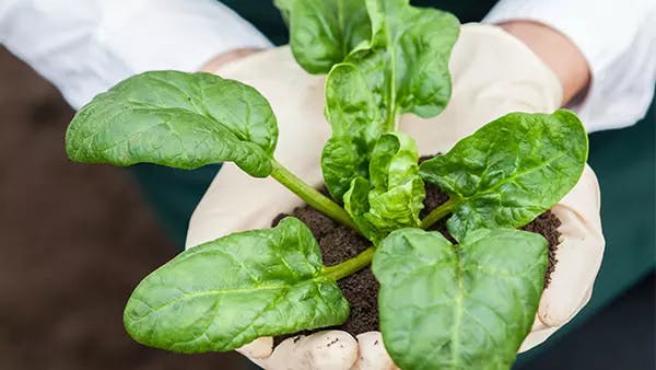 Someone holding a green spinach plant