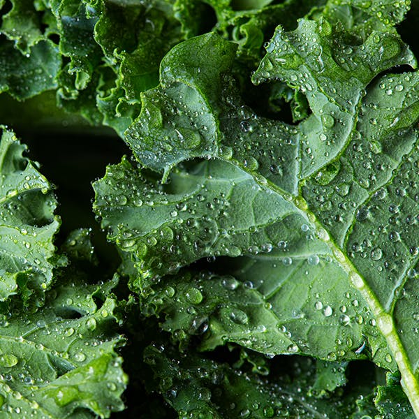 Close up of freshly washed kale.