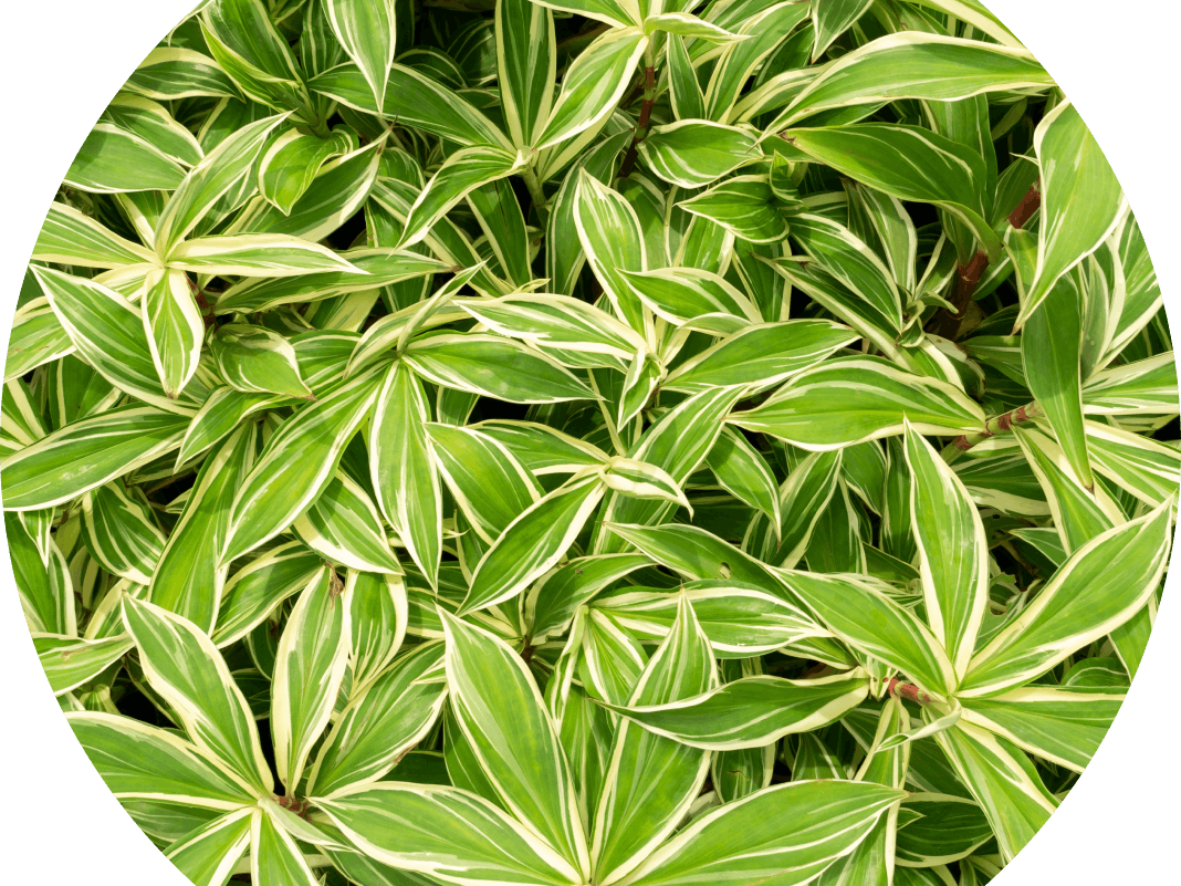 Thai ginger leafs