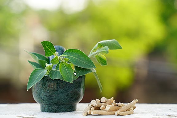 Ashwagandha root next to a potted plant