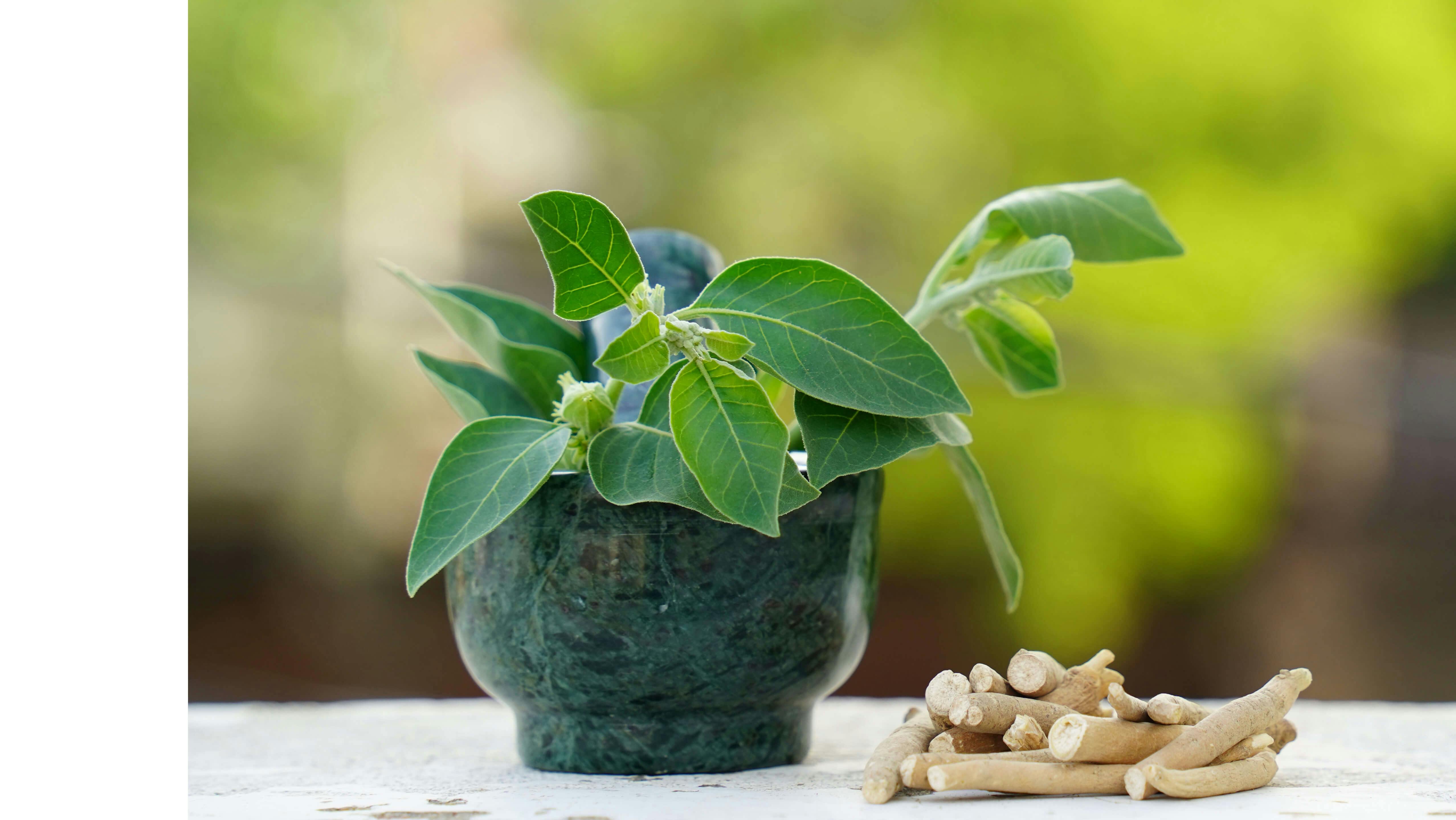 Ashwagandha root next to a potted plant