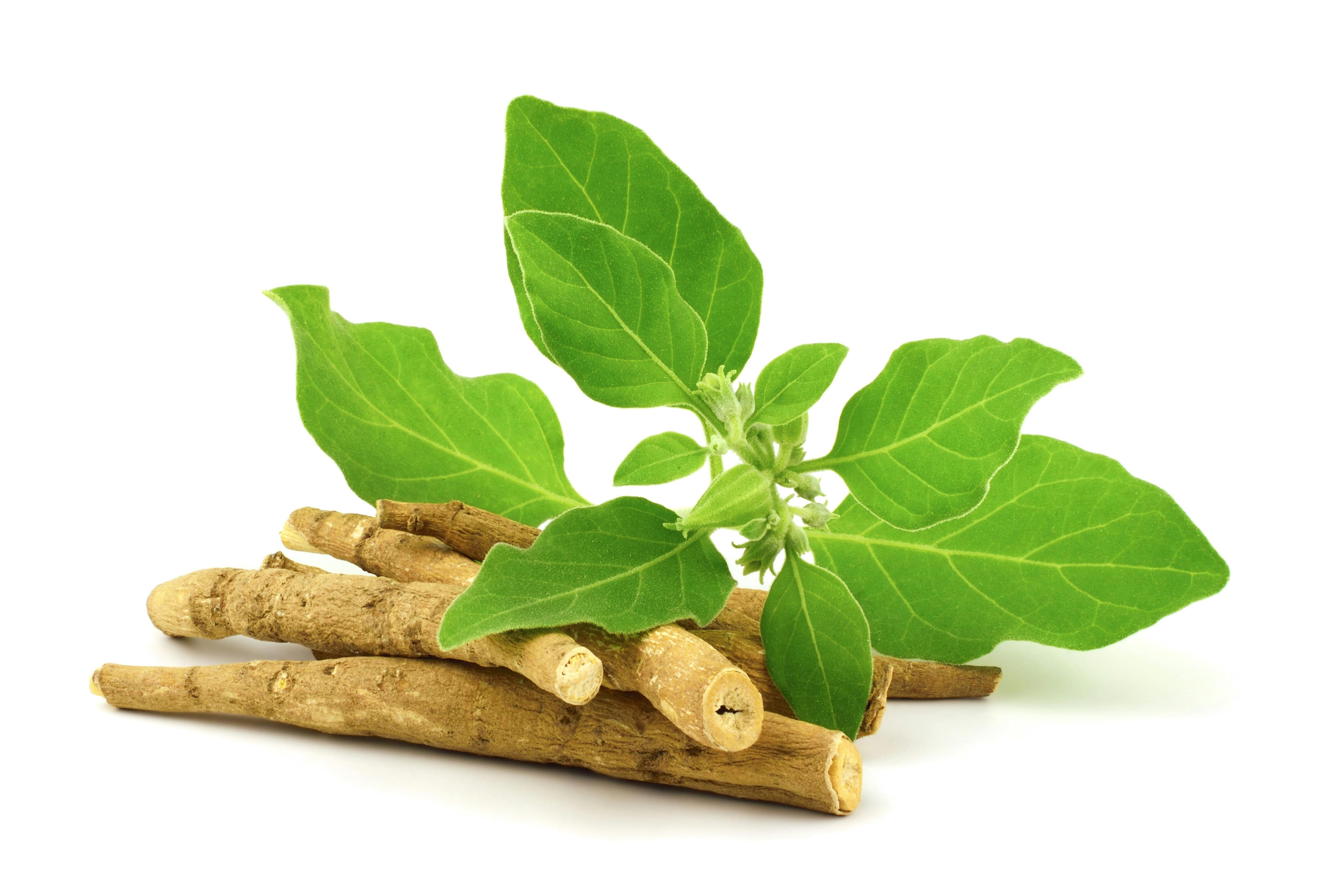 Ashwagandha dried root with fresh leaves