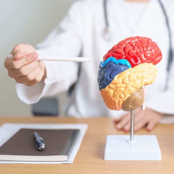 A person in a white coat points at a colorful brain model with a pen