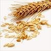 Óleo de Gérmen de trigo
