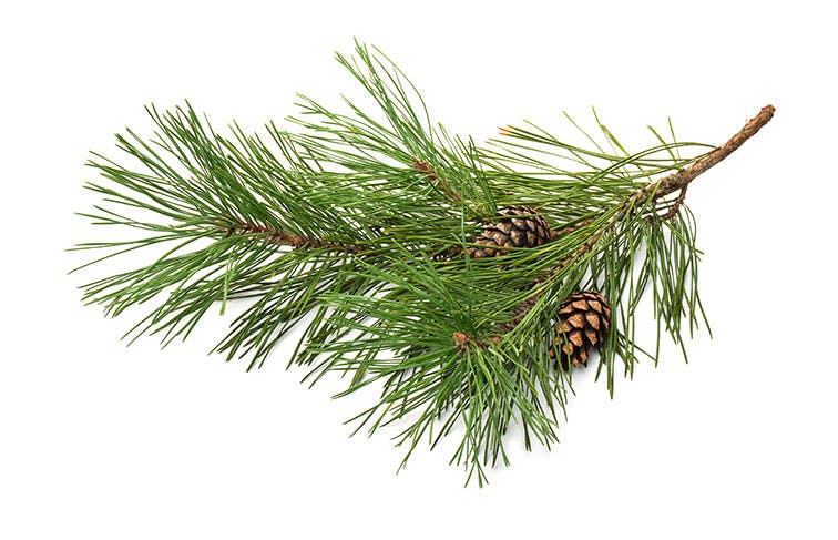 Pine tree branch