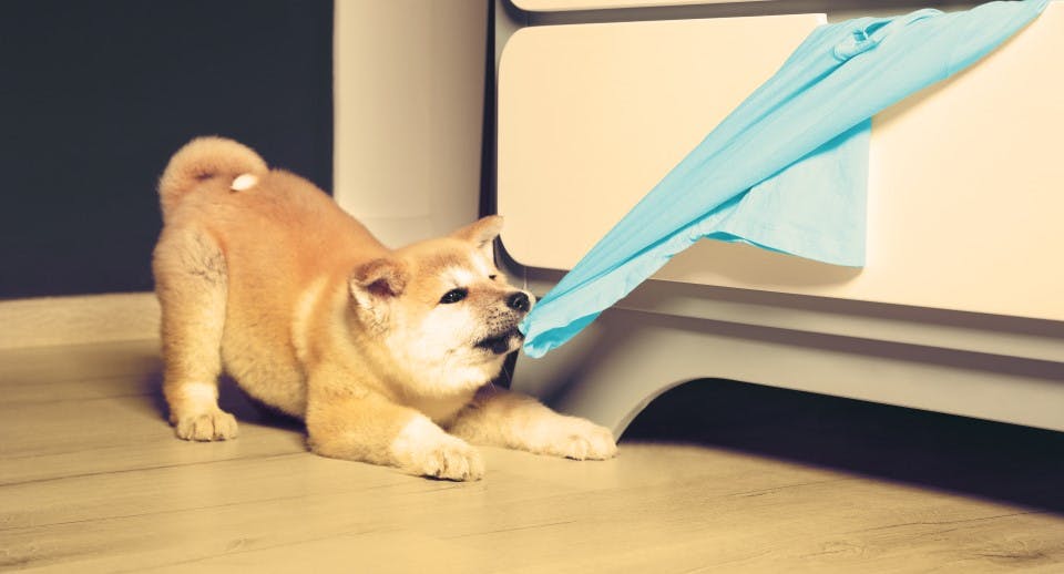 A dog tugging on a cloth