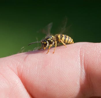 Kąsając lub żądląc, owady wstrzykują w skórę człowieka substancje chemiczne.