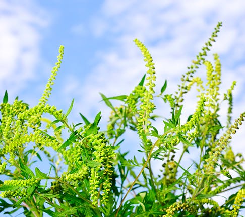 Ragweed is the biggest fall allergy trigger 
