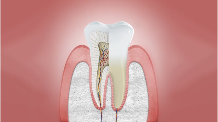 Průřez zdravými dásněmi