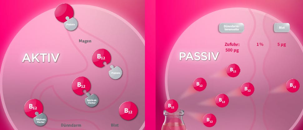Vitasprint B12 - Resorption