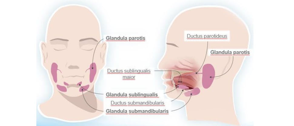 anatomische Darstellung der Speicheldrüsen