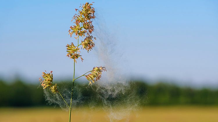 Plant Pollen Allergens