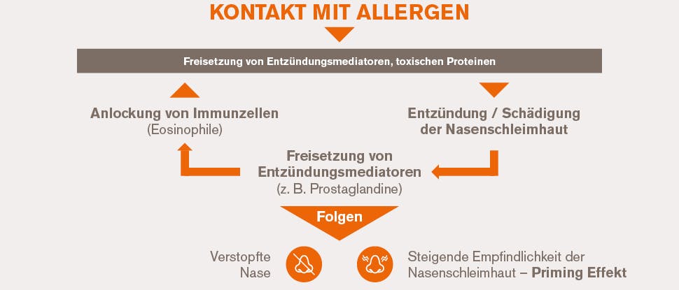 Infografik Entzündungsmediatorenkreislauf