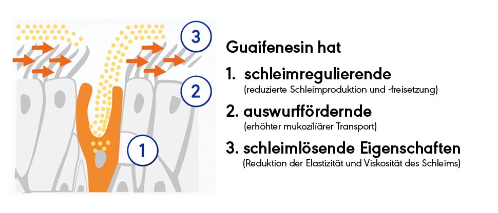 Guaifenesin – stark gegen Husten