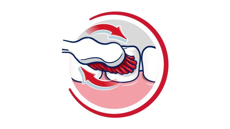 Ένα κινούμενο εικονίδιο που δείχνει μια οδοντόβουρτσα να αφαιρεί την πλάκα από τα δόντια με κυκλικές κινήσεις του βουρτσίσματος