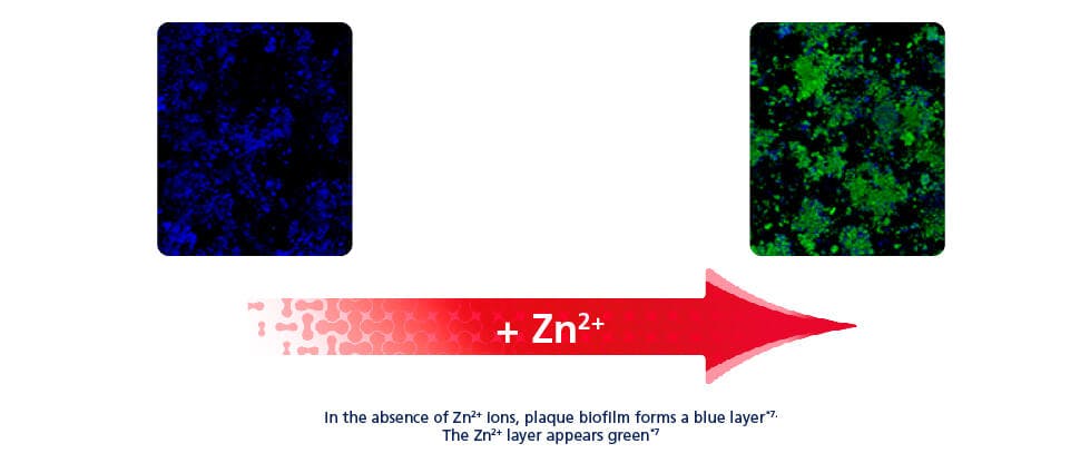 Graphic showing how paradontax toothpaste uses zinc to help neutralise odours