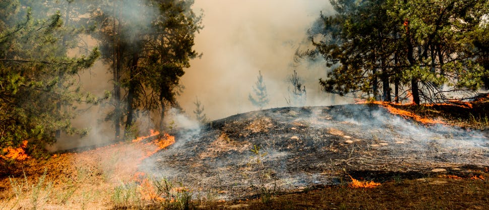 Wildfire burns through a forest, scorching the ground black  and filling the air with grey smoke