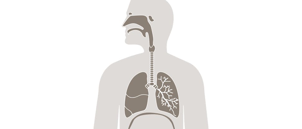 Graphic image of a person’s respiratory system,  including the nose, mouth and lungs