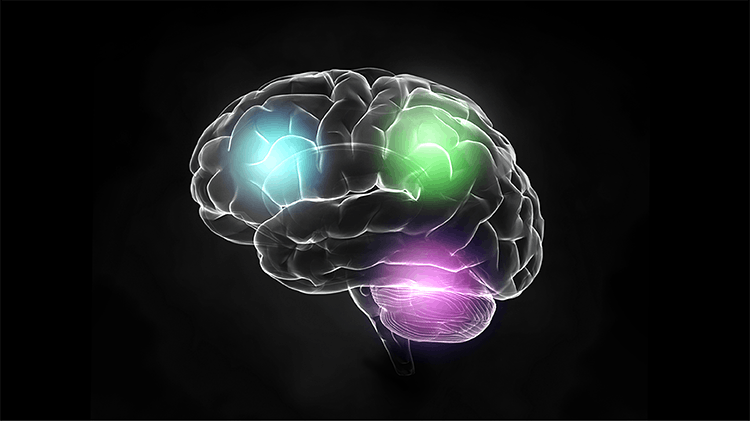 Illustration of brain on black background