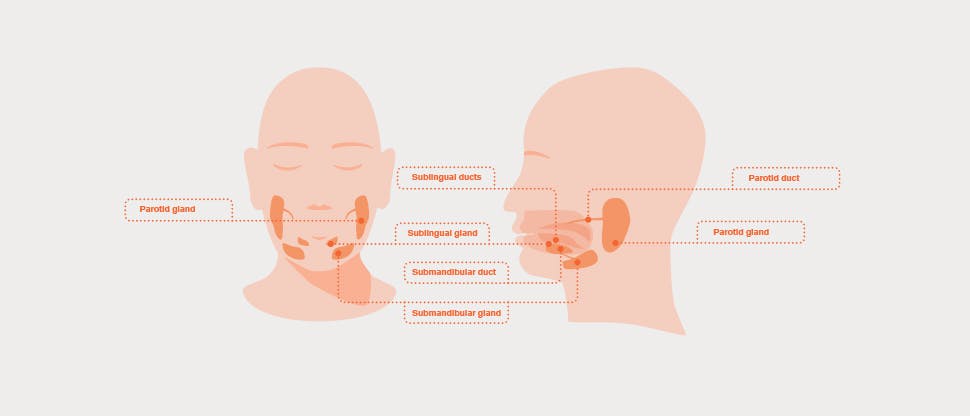 Salivary gland diagram