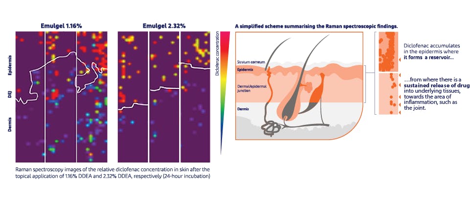 Voltaren forms an epidermal reservoir for sustained release of diclofenac