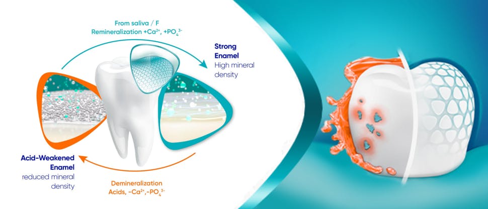 Graphic showing the demineralization-remineralization cycle