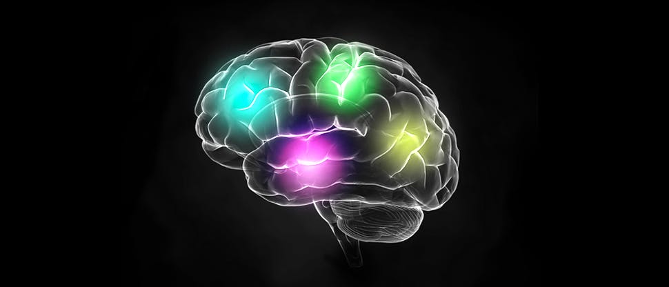 Graphic illustration of a brain with four different brain areas highlighted