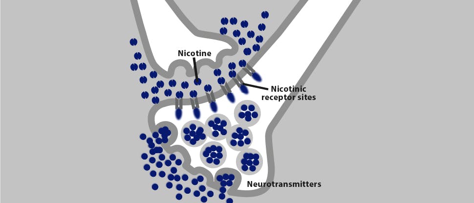 Image of Nicotine binding onto nicotinic receptor sites   