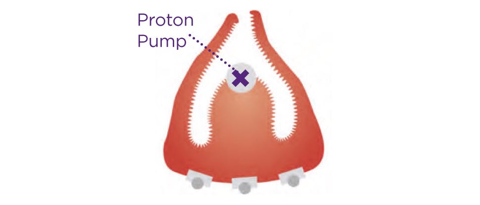 Visual of proton pump in stomach