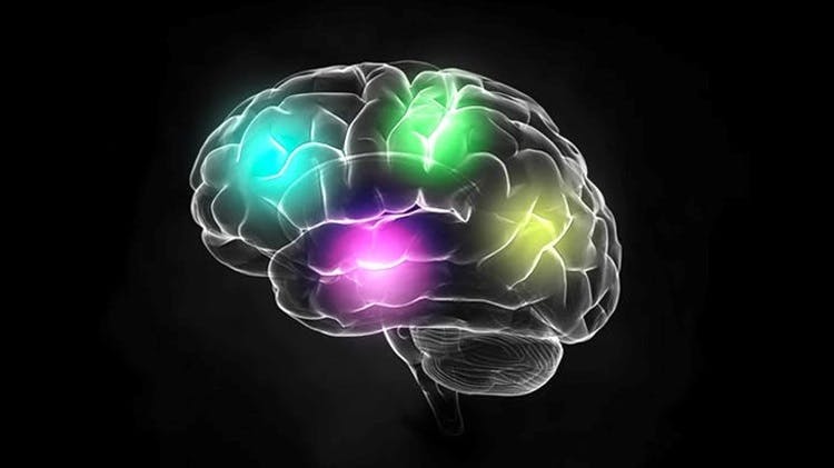 Stylised image of the brain with areas highlighted in 3 colours
