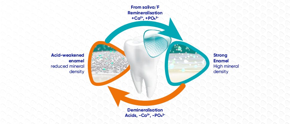 Image of remineralisation and demineralisation cycle in the mouth