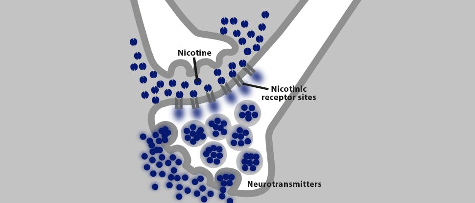 Image of Nicotine binding onto nicotinic receptor sites 