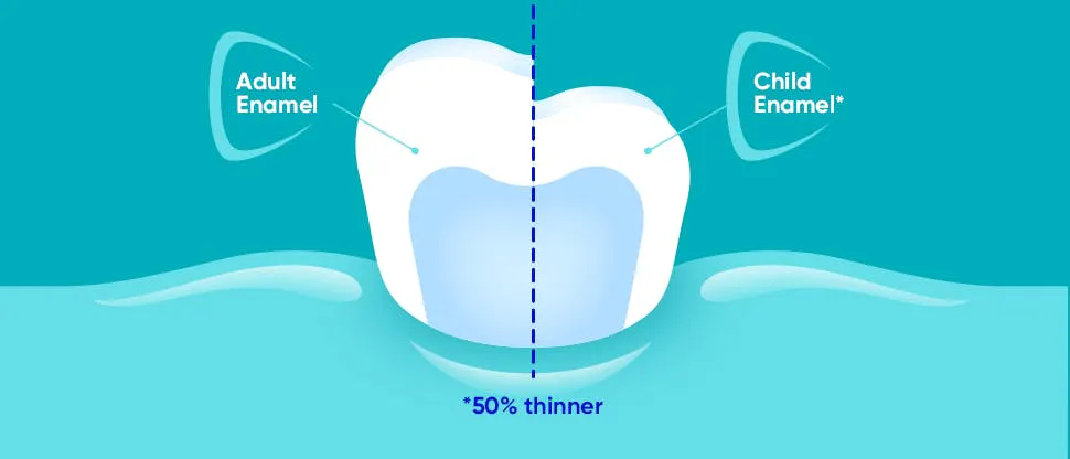 Image showing a tooth, demonstrating that child enamel is 50% thinner than adult enamel.