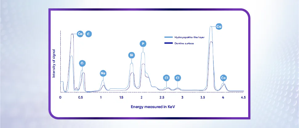 The Ca:P ratio of the hydroxyapatite-like layer is ~1.67, similar to that of dentine and hydroxyapatite1