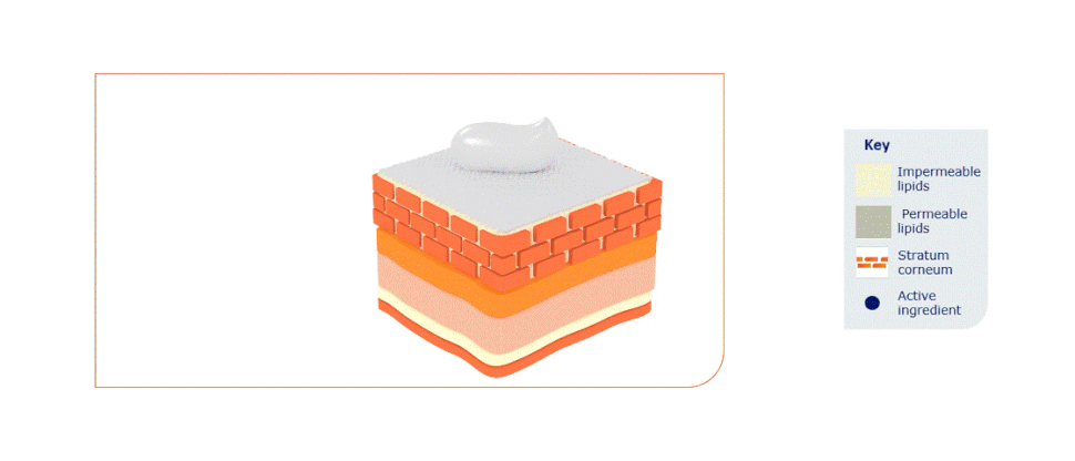 Effect of permeation enhancer in a topical formulation 