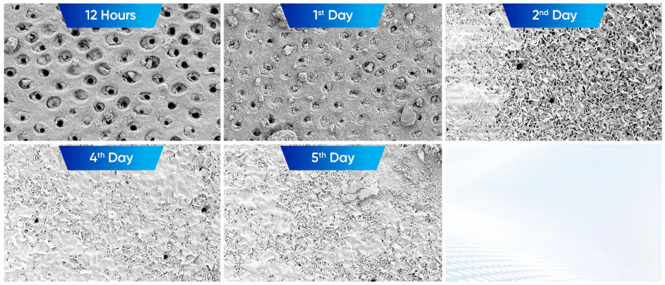 Electron Microscopy images of occlusion acheived with Novamin 4th Generartion in Human dentin in-vitro