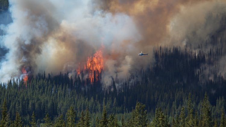 Image of forest fire