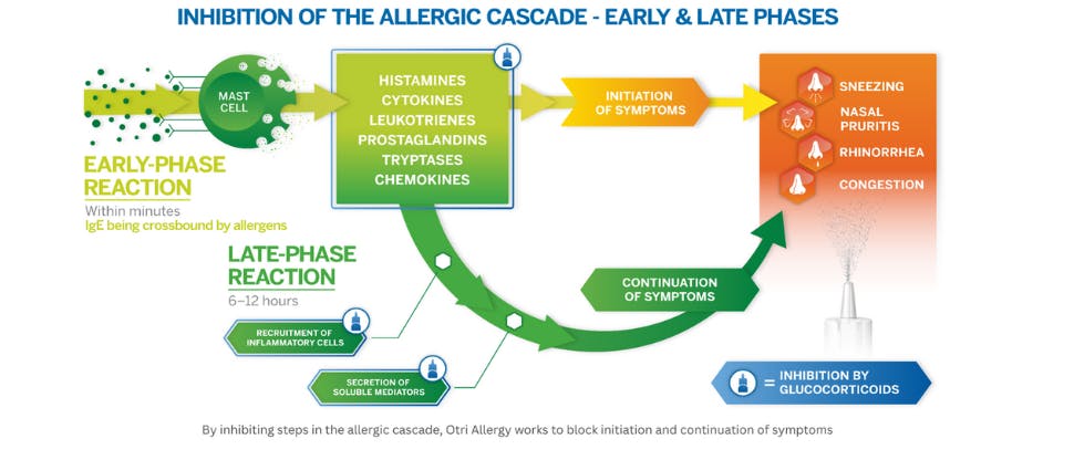 Allergic cascade and allergic rhinitis