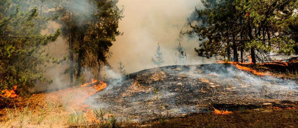 Image of a wildfire tearing through a forest, scorching trees and producing smoke clouds