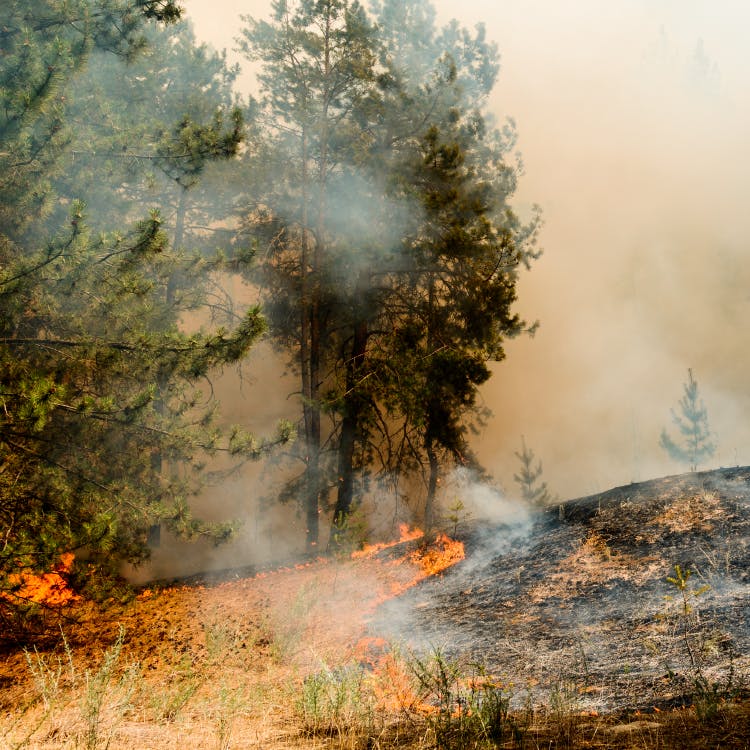 Image of a forest fire