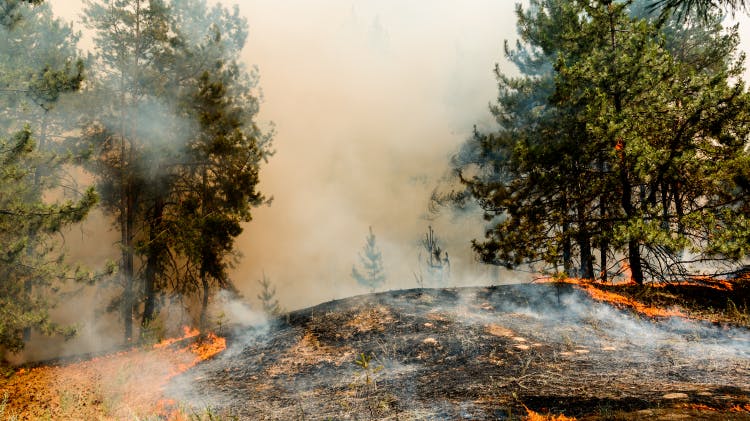 Image of forest fire