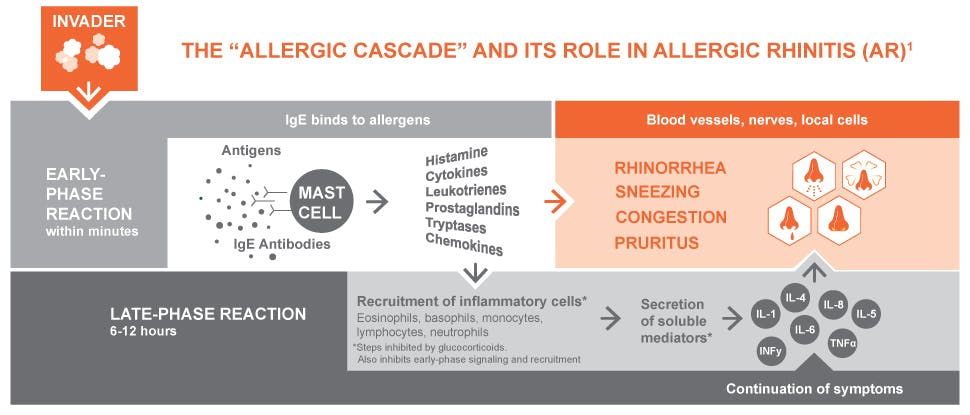 Allergic cascade and allergic rhinitis