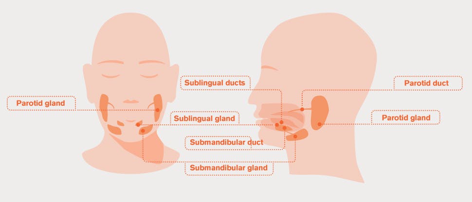 Salivary gland diagram