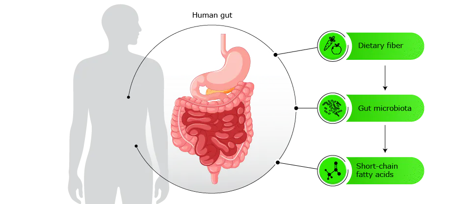 Diagram showing the human gut inside a silhouette of a torso, connected by arrows to three labeled green icons: “Dietary fiber”, “Gut microbiota”, and “SCFAs”.